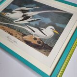 Vintage reproduction after jean-jacques audubon, ornithology, phaeton etheré