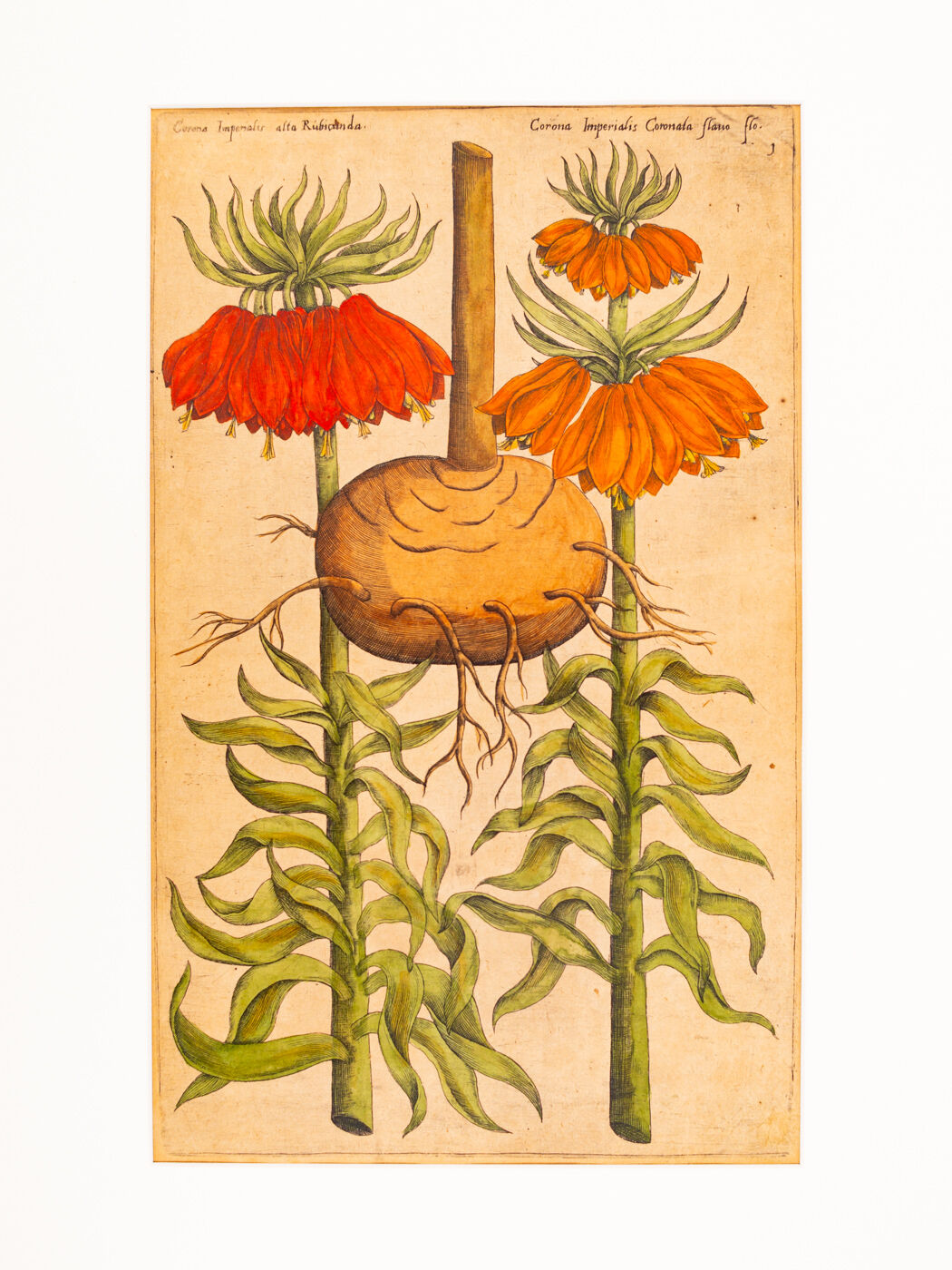 Botanical Drawings from the 18th Century, Colored Copperplate, 83 x 113 cm