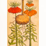 Botanical Drawings from the 18th Century, Colored Copperplate, 83 x 113 cm