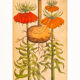 Botanical Drawings from the 18th Century, Colored Copperplate, 83 x 113 cm