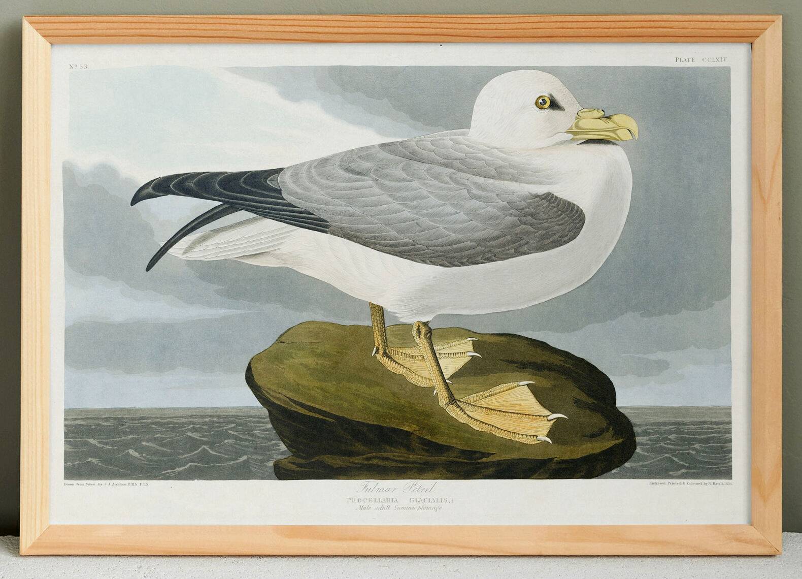 Poster about the Northern Fulmar, based on an old engraving from 1827.