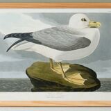 Poster about the Northern Fulmar, based on an old engraving from 1827.