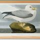 Poster about the Northern Fulmar, based on an old engraving from 1827.