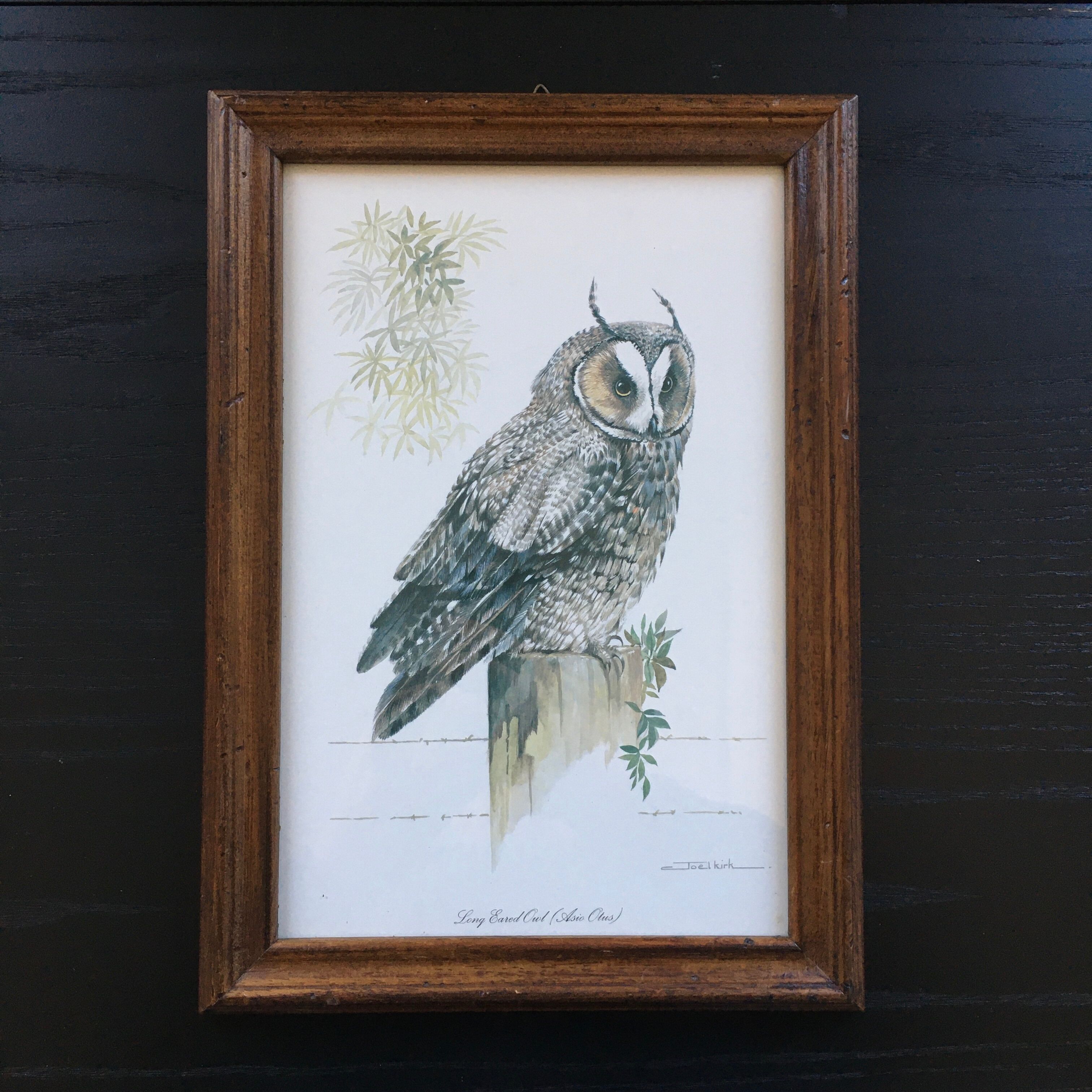 Owl ornithological board
