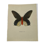 Antique butterfly engraving vintage botanical plate naturalist etching