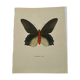 Old butterfly engraving vintage botanical plate etching naturalist