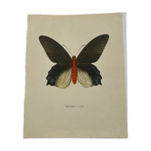 Antique butterfly engraving vintage botanical plate naturalist etching