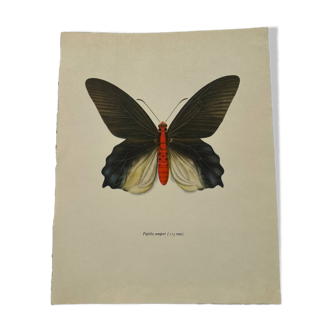 Antique butterfly engraving vintage botanical plate naturalist etching