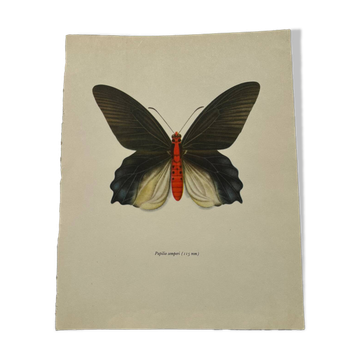 Gravure papillon ancienne planche botanique vintage eau forte naturaliste