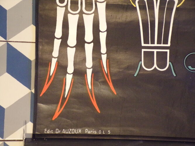 Affiche scolaire Auzoux le lapin