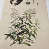 Old engraving from 1838. Bat and Verbena. Original zoological and botanical plate.