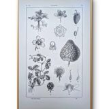 Planche botanique vintage imprimée en 1889, les Fragariées.