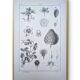Vintage botanical plate printed in 1889, Fragariaceae.