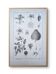 Vintage botanical plate printed in 1889, Fragariaceae.