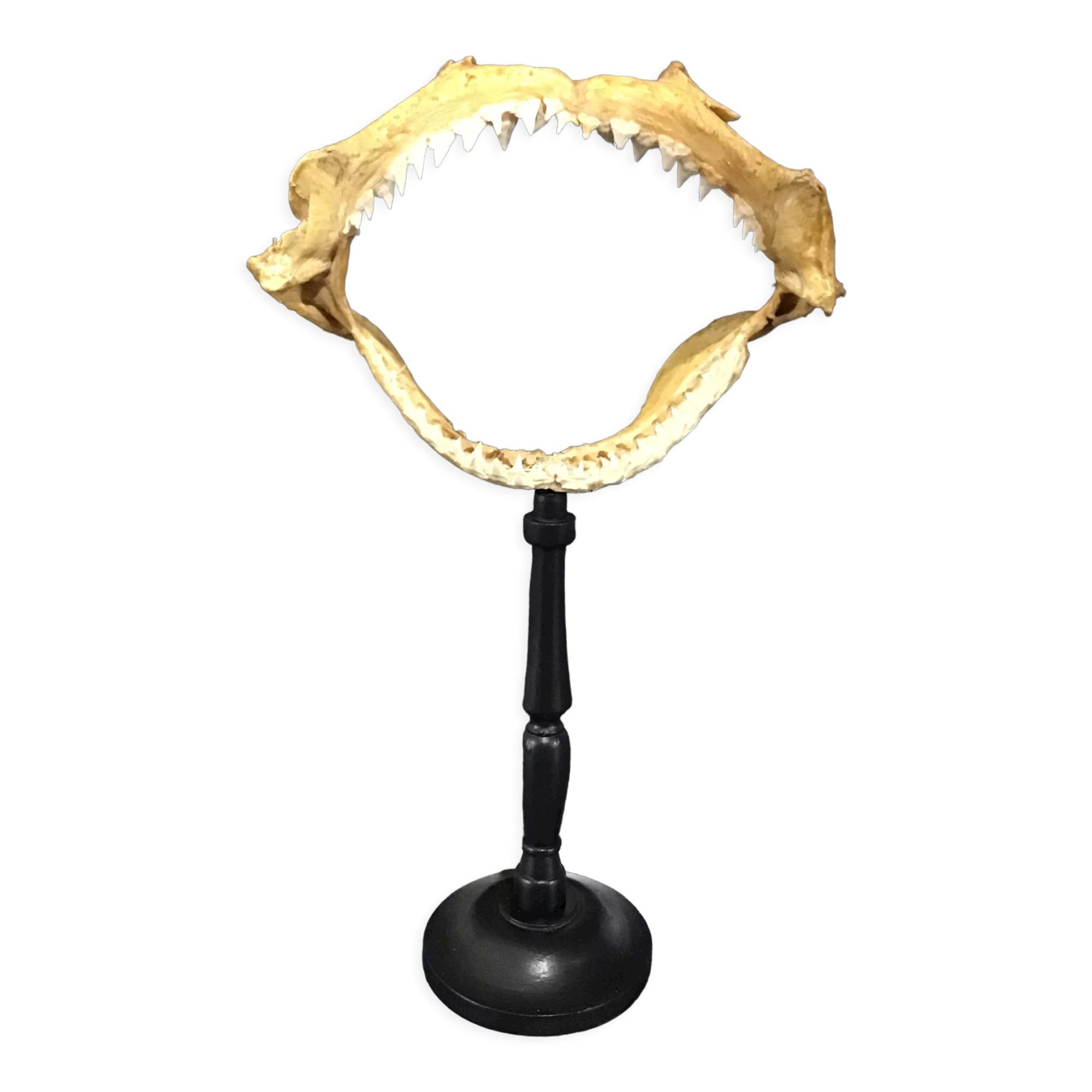 Shark jaw