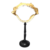 Shark jaw