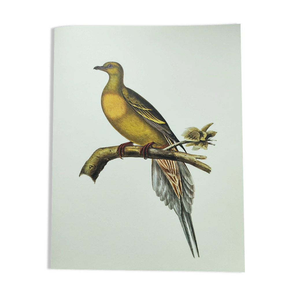 Planche Ancienne JOUSTRA Oiseau Pingouin - Catalogue Des Années 1960 - Occasion - Pour Collection