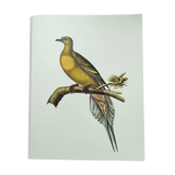 Old illustration - Pointed tail pigeon - Bird plate