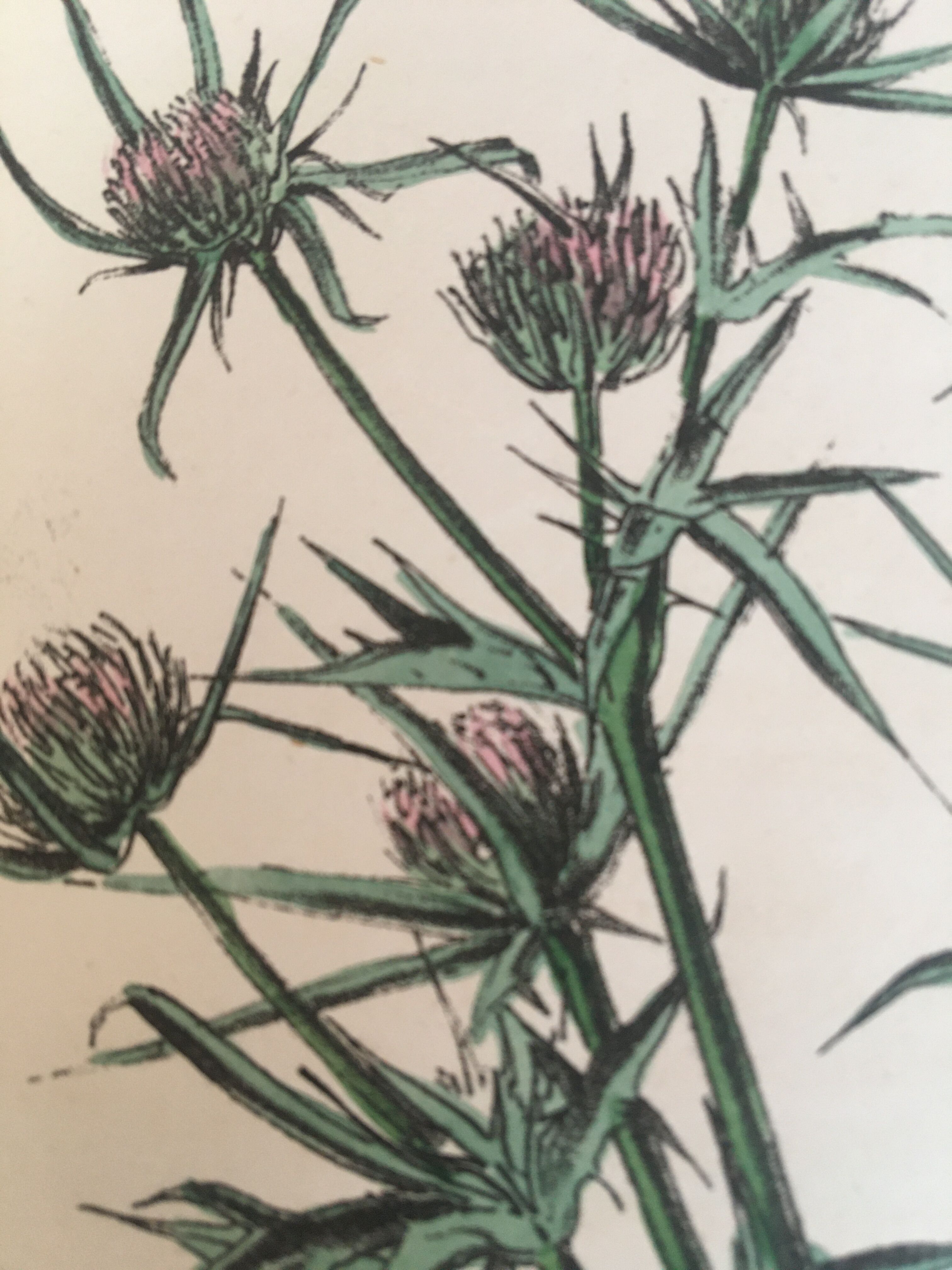 Botanical board, Ed London 1878