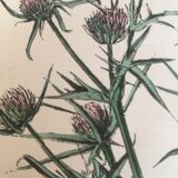 Botanical board, Ed London 1878