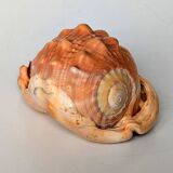 Red Helmet Shell or Bull's Mouth Helmet (Cypraecassis rufa)