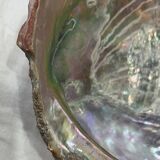 Empty shell pocket
