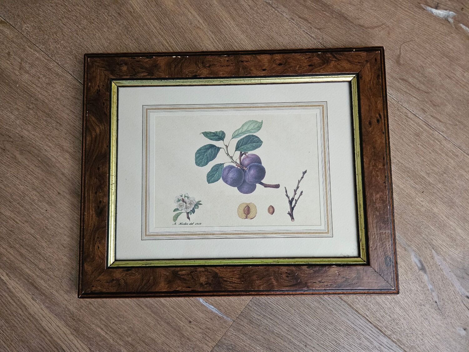 Plum tree botanical board under wooden frame