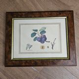 Plum tree botanical board under wooden frame
