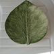Dish leaf in dabbling