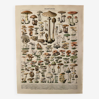 Lithographie sur les champignons (des césars) - 1900