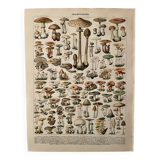Lithograph on mushrooms (of Caesars) - 1900