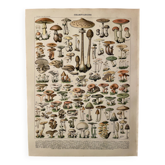 Lithograph on mushrooms (of Caesars) - 1900