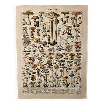 Lithographie sur les champignons (des césars) - 1900