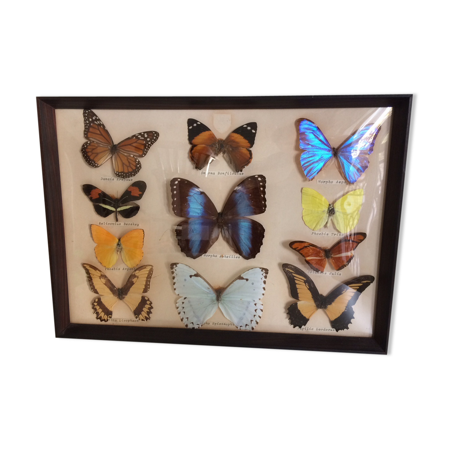 Butterflies naturalized