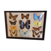 Papillons naturalisés