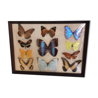 Papillons naturalisés