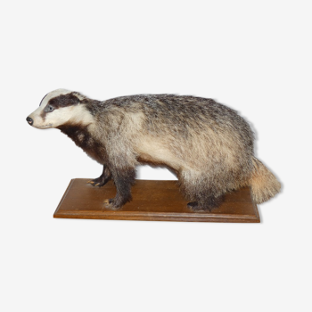 Naturalized badger on pedestal