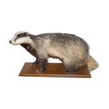 Blaireau naturalisé sur socle