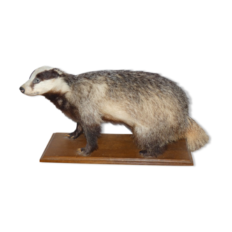 Blaireau naturalisé sur socle