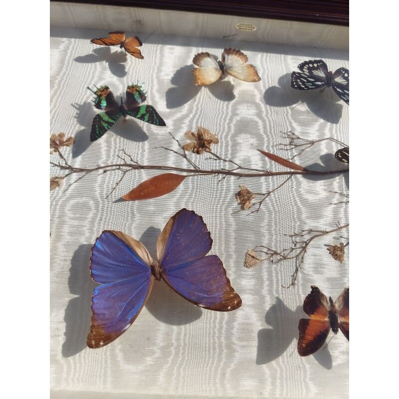 Lot de papillons exotique