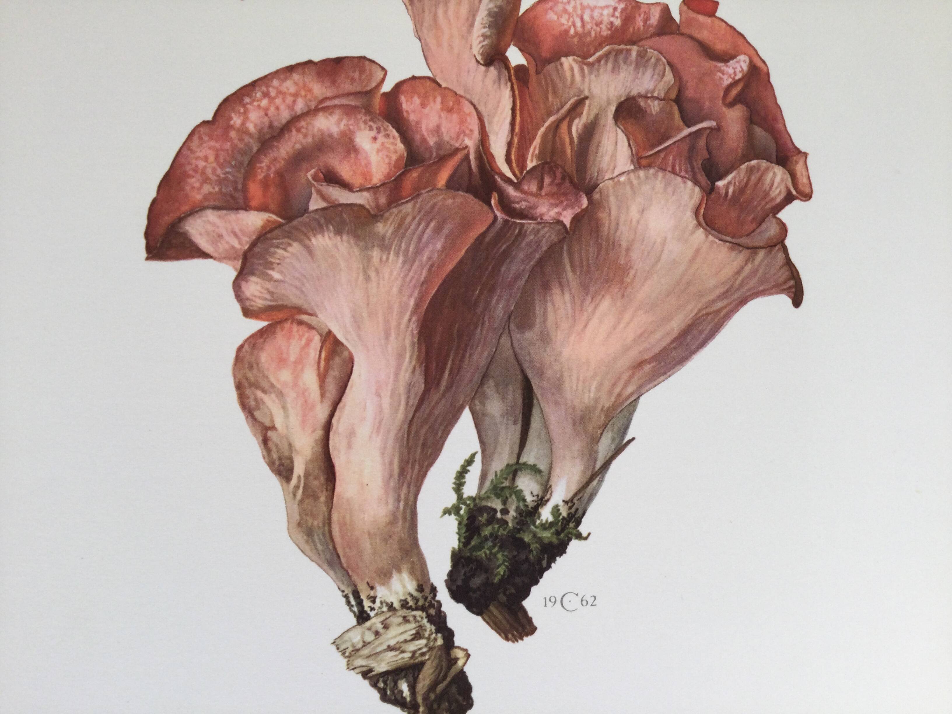 Botanical illustration "mushrooms", 1960s