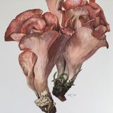 Illustration botanique "champignons", années 60