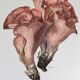 Illustration botanique "champignons", années 60