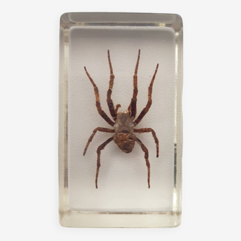 Resin inclusion insect - Japanese devil spider curiosity - n°36