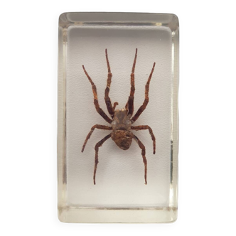 Resin inclusion insect - Japanese devil spider curiosity - n°36