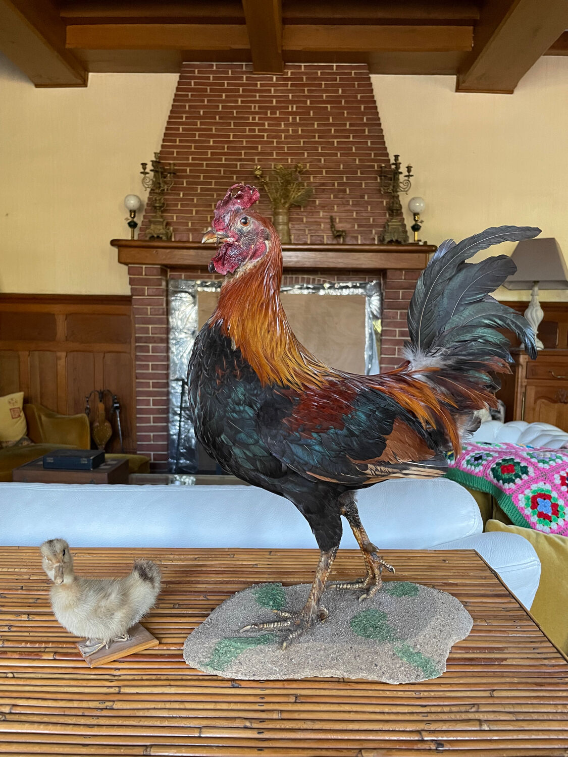 Taxidermy Rooster cabinet of curiosities