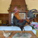 Taxidermy Rooster cabinet of curiosities