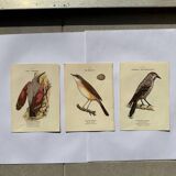 Lot 3 Botanical engravings birds double-sided naturalist board Etching