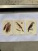 Lot 3 Botanical engravings birds double-sided naturalist board Etching