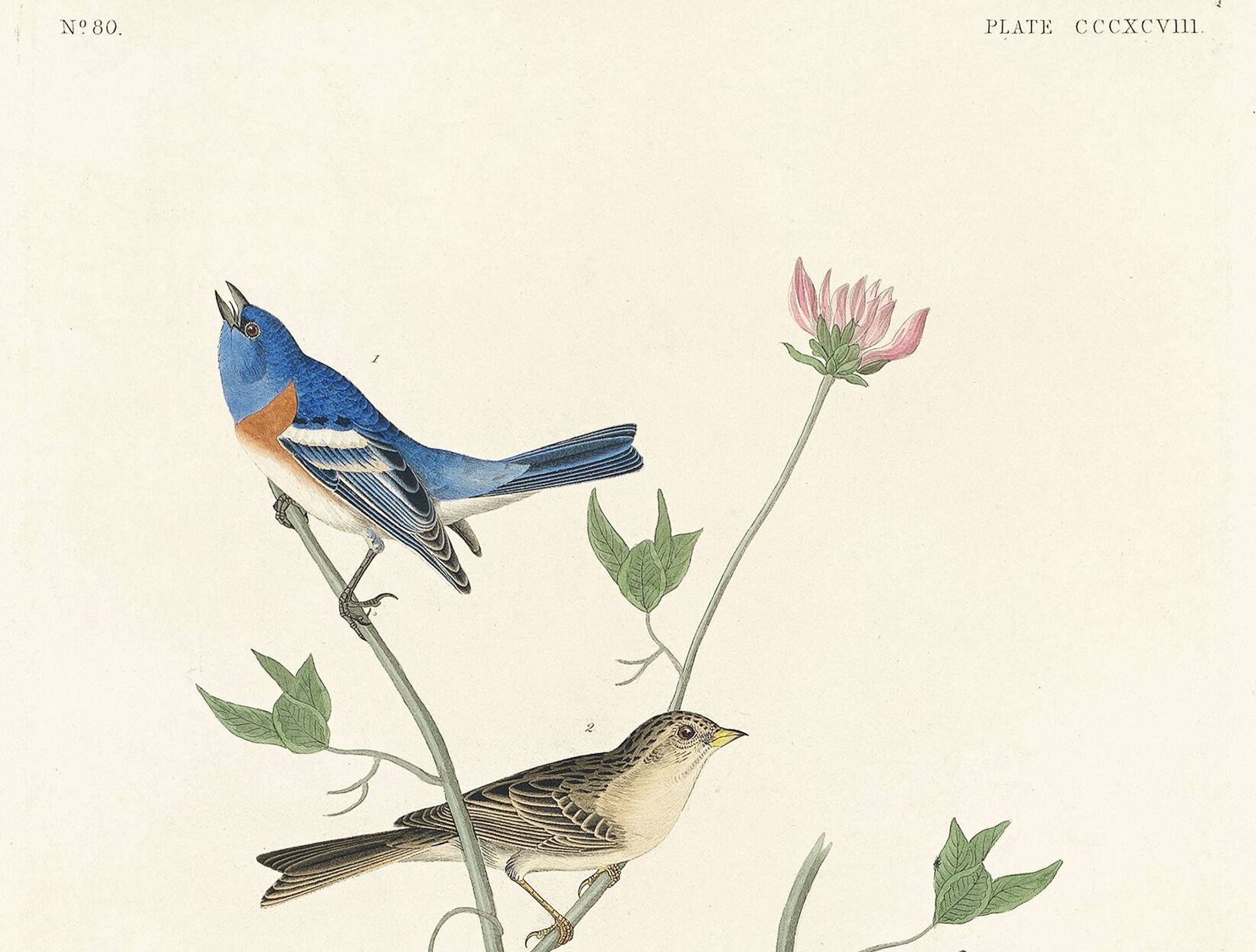 Affiche sur les bruants, d’après une gravure ancienne de 1827.